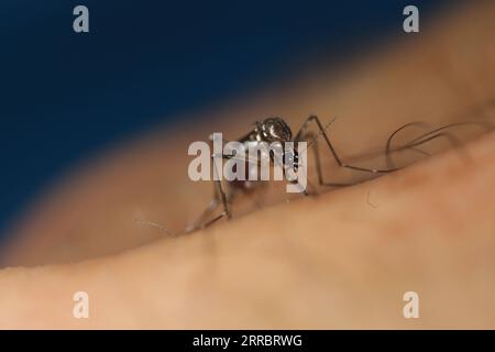 211005 -- CANBERRA, 5 octobre 2021 -- une photo fournie par l'Organisation de recherche scientifique et industrielle du Commonwealth CSIRO le 5 octobre 2021 montre le moustique Aedes aegypti. Un essai australien historique a révélé qu'une bactérie peut être utilisée pour éliminer les moustiques porteurs de la dengue. Dans une étude publiée mardi, une équipe comprenant des chercheurs de l’Organisation de recherche scientifique et industrielle du Commonwealth CSIRO a découvert que les bactéries peuvent stériliser avec succès le moustique Aedes aegypti porteur de la maladie. POUR ALLER AVEC des bactéries capables d'éliminer les moustiques porteurs de maladies : étude australienne C. Banque D'Images