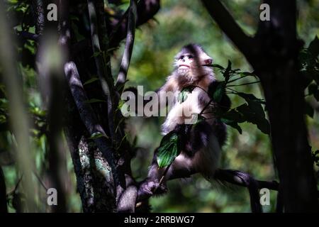 211008 -- KUNMING, 8 octobre 2021 -- Un singe à nez snob est photographié dans le parc national des singes snob-noed du Yunnan à Shangri-la, préfecture autonome tibétaine du Deqen, province du Yunnan au sud-ouest de la Chine, le 19 juillet 2021. Le singe noir et blanc à nez snub, également connu sous le nom de singe aux cheveux dorés du Yunnan, est un animal national protégé de première classe de la Chine. L'espèce figure également sur la liste rouge de l'Union internationale pour la conservation de la nature et de ses ressources (UICN). Vers les années 1980, la chasse et l'exploitation forestière ont endommagé les habitats des singes, menaçant leur survie. En 1983, province du Yunnan Banque D'Images