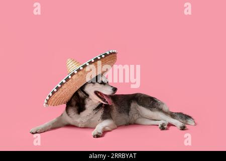 Mignon chien Husky dans le chapeau sombrero sur fond rose Banque D'Images