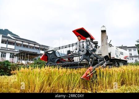 211012 -- GUIYANG, le 12 octobre 2021 -- Zhao Xiangrong L récolte du riz paddy dans le village de Leping, dans le comté de Majiang, dans le sud-ouest de la Chine, dans la province du Guizhou, le 8 octobre 2021. Zhao Xiangrong, ancien chauffeur de camion et chef cuisinier, est retourné dans sa ville natale de Guizhou et a commencé à planter du riz en 2015. Soutenu et guidé par le gouvernement local et des experts, Zhao a développé des compétences dans la culture du riz contenant du zinc, du sélénium et d'autres micro-éléments. Après six ans de travail acharné, Zhao a accumulé une riche expérience dans le semis de semences, la gestion des champs, ainsi que la transformation, le transport et le stockage du riz. Le riz p Banque D'Images