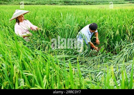 211012 -- GUIYANG, le 12 octobre 2021 -- Zhao Xiangrong et son épouse travaillent dans une rizière du village de Leping, dans le comté de Majiang, dans le sud-ouest de la Chine, dans la province du Guizhou, le 24 août 2021. Zhao Xiangrong, ancien chauffeur de camion et chef cuisinier, est retourné dans sa ville natale de Guizhou et a commencé à planter du riz en 2015. Soutenu et guidé par le gouvernement local et des experts, Zhao a développé des compétences dans la culture du riz contenant du zinc, du sélénium et d'autres micro-éléments. Après six ans de travail acharné, Zhao a accumulé une riche expérience dans le semis de semences, la gestion des champs, ainsi que le traitement, le transport et le stockage de ri Banque D'Images