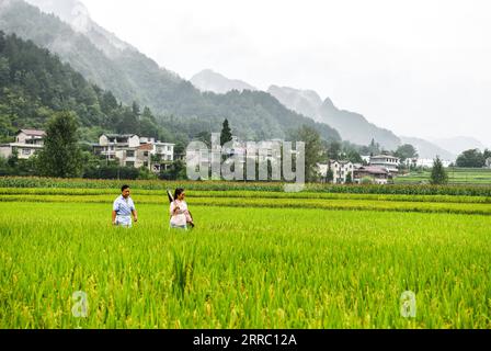 211012 -- GUIYANG, le 12 octobre 2021 -- Zhao Xiangrong et son épouse marchent dans une rizière dans le village de Leping, dans le comté de Majiang, dans le sud-ouest de la Chine, dans la province du Guizhou, le 24 août 2021. Zhao Xiangrong, ancien chauffeur de camion et chef cuisinier, est retourné dans sa ville natale de Guizhou et a commencé à planter du riz en 2015. Soutenu et guidé par le gouvernement local et des experts, Zhao a développé des compétences dans la culture du riz contenant du zinc, du sélénium et d'autres micro-éléments. Après six ans de travail acharné, Zhao a accumulé une riche expérience dans le semis de semences, la gestion des champs, ainsi que le traitement, le transport et le stockage de ri Banque D'Images