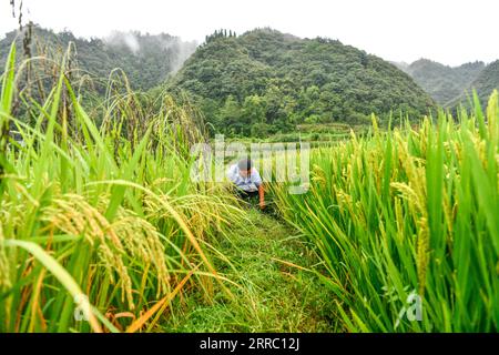 211012 -- GUIYANG, le 12 octobre 2021 -- Zhao Xiangrong extrait des mauvaises herbes dans une rizière du village de Leping, dans le comté de Majiang, dans le sud-ouest de la Chine, dans la province du Guizhou, le 24 août 2021. Zhao Xiangrong, ancien chauffeur de camion et chef cuisinier, est retourné dans sa ville natale de Guizhou et a commencé à planter du riz en 2015. Soutenu et guidé par le gouvernement local et des experts, Zhao a développé des compétences dans la culture du riz contenant du zinc, du sélénium et d'autres micro-éléments. Après six ans de travail acharné, Zhao a accumulé une riche expérience dans le semis de semences, la gestion des champs, ainsi que la transformation, le transport et le stockage du riz. Banque D'Images