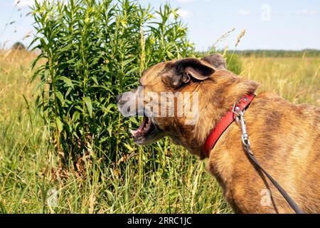 Staffordshire Terrier chien marchant dans les bois de près Banque D'Images