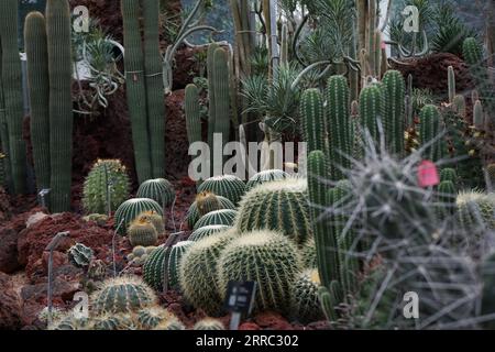 211015 -- KUNMING, 15 octobre 2021 -- une photo prise le 15 octobre 2021 montre des plantes du désert dans les serres de Fuligong dans le jardin botanique de Kunming à Kunming, dans la province du Yunnan au sud-ouest de la Chine. COP15CHINA-YUNNAN-KUNMING-COP15-JARDIN BOTANIQUE CN LIXYAHUI PUBLICATIONXNOTXINXCHN Banque D'Images