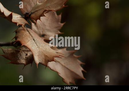 Feuilles d'automne de Quercus coccifera dans le parc naturel de Fuente Roja, Alcoi, Espagne Banque D'Images