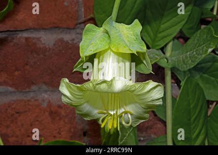 Cobaea scandens f.alba (vigne en coupe et soucoupe) est originaire de l'Amérique centrale tropicale et du Sud. Il est maintenant largement cultivé pour ses fleurs ornementales. Banque D'Images