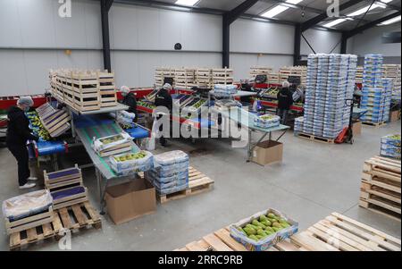 211028 -- SINT-GILLIS-WAAS, le 28 octobre 2021 -- des membres du personnel travaillent à une station d'emballage pour les poires de conférence de Belaïe à Sint-Gillis-Waas, Belgique, le 22 octobre 2021. Lors de la 4e China International Import Expo CIIE qui se tiendra en novembre à Shanghai, Dole et BFV Belgian fruit Valley présenteront pour la première fois une conférence rouge belge sur le marché chinois et asiatique. Cette poire de conférence à peau rouge foncé est une variété de la poire de conférence verte qui s'était bien vendue sur le marché chinois au cours de la dernière décennie. BELGIQUE-CHINE-TRADE-AGRICULTURE-INT L IMPORT EXPO-CIIE ZHENGXHUANSONG Banque D'Images