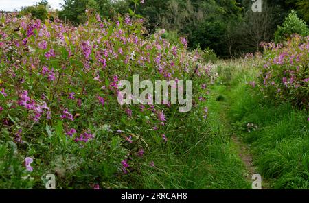 Baume de l'Himalaya (Impatiens glandulifera) envahissant un sentier à Baildon, Yorkshire. Cette plante est un problème, elle pousse rapidement et est très envahissante. Banque D'Images