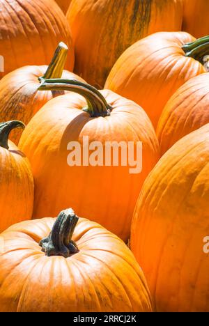Citrouilles - gros plan Banque D'Images