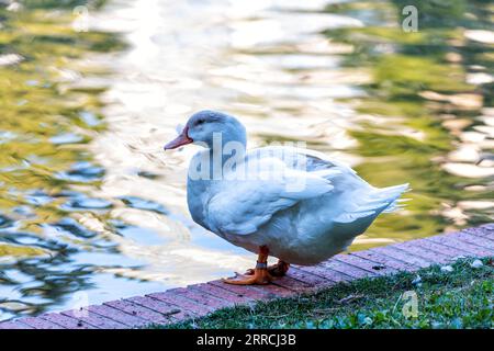 Le canard colvert leuciste (Anas platyrhynchos) présente un plumage blanc rare. Originaire d'Amérique du Nord, c'est une variation frappante du m commun Banque D'Images