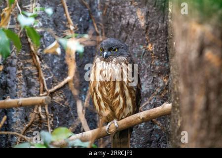 Le Brown Hawk Owl, scientifiquement connu sous le nom de Ninox scutulata, est une espèce captivante de hibou trouvée à travers l'Asie et certaines parties de l'Australasie. Avec ses marbrures Banque D'Images