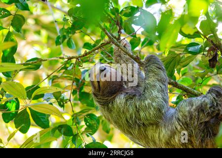 Découvrez l'adorable paresseux à trois orteils à gorge brune des forêts tropicales luxuriantes du Costa Rica. Son charme lent captive tous. Banque D'Images