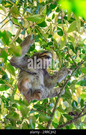 Découvrez l'adorable paresseux à trois orteils à gorge brune des forêts tropicales luxuriantes du Costa Rica. Son charme lent captive tous. Banque D'Images