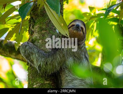 Découvrez l'adorable paresseux à trois orteils à gorge brune des forêts tropicales luxuriantes du Costa Rica. Son charme lent captive tous. Banque D'Images