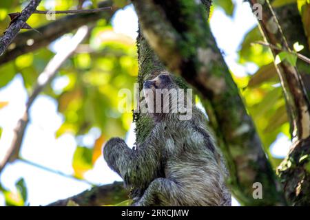 Découvrez l'adorable paresseux à trois orteils à gorge brune des forêts tropicales luxuriantes du Costa Rica. Son charme lent captive tous. Banque D'Images