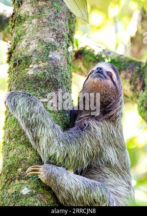 Découvrez l'adorable paresseux à trois orteils à gorge brune des forêts tropicales luxuriantes du Costa Rica. Son charme lent captive tous. Banque D'Images