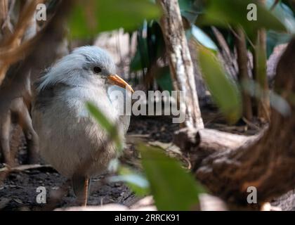 Explorez l’univers énigmatique du Kagu, un oiseau unique et rare que l’on ne trouve que dans les forêts denses de Nouvelle-Calédonie. Orné de plumage gris, vibrant b Banque D'Images