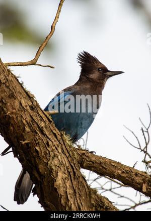 Le geai de Steller, originaire de l'ouest de l'Amérique du Nord, est un oiseau remarquable connu pour son plumage bleu profond et son écusson noir distinctif. Cette photo captu Banque D'Images