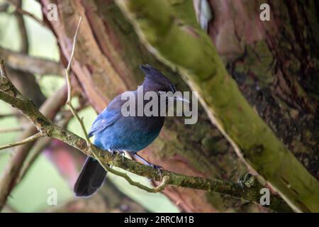 Le geai de Steller, originaire de l'ouest de l'Amérique du Nord, est un oiseau remarquable connu pour son plumage bleu profond et son écusson noir distinctif. Cette photo captu Banque D'Images
