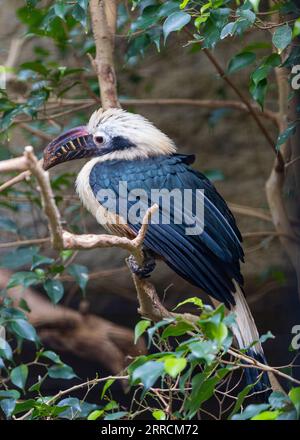 Le Visayan Hornbill (Penelopides panini) est un oiseau endémique aux Philippines. Connu pour son plumage vibrant et sa forme de bec unique, il joue Banque D'Images