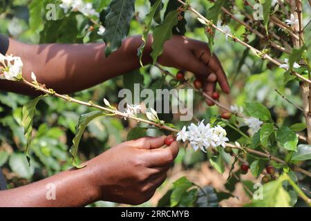 211111 -- DAR ES SALAAM, le 11 novembre 2021 -- un travailleur cueille des grains de café dans une plantation de café à Moshi, Tanzanie, le 5 novembre 2021. Moshi, une petite ville près du mont Kilimandjaro, est connue comme la ville du café en raison de son système industriel intégré pour la culture, la transformation et la vente de grains de café. Photo de /Xinhua TANZANIA-MOSHI-COFFEE CaoxJingmin PUBLICATIONxNOTxINxCHN Banque D'Images