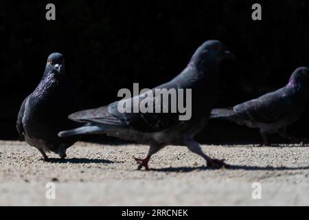 Santiago, Metropolitana, Chili. 7 septembre 2023. Les pigeons marchent dans un parc à Santiago, au Chili. (Image de crédit : © Matias Basualdo/ZUMA Press Wire) USAGE ÉDITORIAL SEULEMENT! Non destiné à UN USAGE commercial ! Banque D'Images