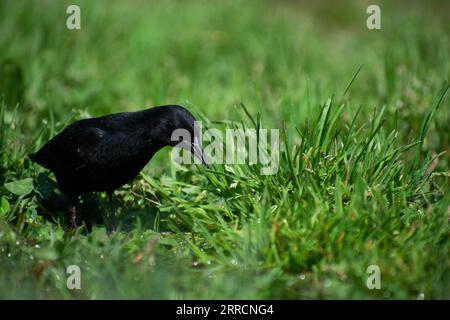 Santiago, Metropolitana, Chili. 7 septembre 2023. Un oiseau boit de l'eau de la pluie tombée ces deux derniers jours à Santiago, au Chili. La zone centrale connaît son année la plus humide depuis 14 ans. (Image de crédit : © Matias Basualdo/ZUMA Press Wire) USAGE ÉDITORIAL SEULEMENT! Non destiné à UN USAGE commercial ! Banque D'Images