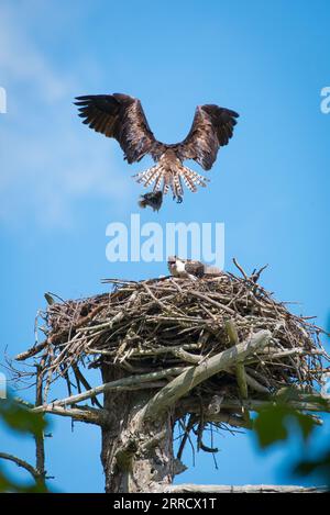 Une mère Osprey, vue arrière et ailes écartées, apporte un poisson à sa progéniture dans le nid, Wolfe's Neck Woods State Park, Maine, USA Banque D'Images