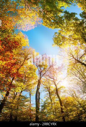 Arbres colorés encadrant le ciel bleu, un paysage d'automne grand angle avec le soleil brillant illuminant le feuillage Banque D'Images