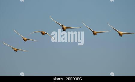 211130 -- NANCHANG, le 30 novembre 2021 -- Un troupeau de cygnes survole la zone de conservation de la grue blanche Wuxing près du lac Poyang à Nanchang, dans la province de Jiangxi dans l'est de la Chine, le 30 novembre 2021. De nombreux oiseaux migrateurs, y compris des grues blanches et des cygnes, sont arrivés dans la zone humide près du lac Poyang, le prenant comme habitat d'hiver. CHINE-JIANGXI-POYANG LAC OISEAUX MIGRATEURS CN ZHOUXMI PUBLICATIONXNOTXINXCHN Banque D'Images