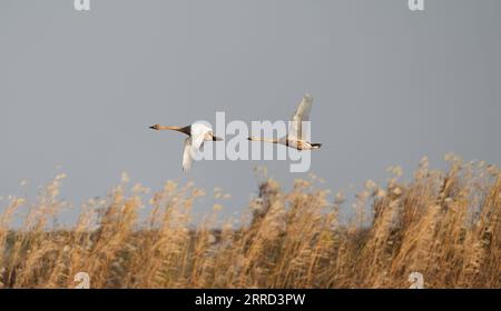 211130 -- NANCHANG, le 30 novembre 2021 -- deux cygnes survolent la zone de conservation de la grue blanche Wuxing près du lac Poyang à Nanchang, dans la province de Jiangxi dans l'est de la Chine, le 30 novembre 2021. De nombreux oiseaux migrateurs, y compris des grues blanches et des cygnes, sont arrivés dans la zone humide près du lac Poyang, le prenant comme habitat d'hiver. CHINE-JIANGXI-POYANG LAC OISEAUX MIGRATEURS CN ZHOUXMI PUBLICATIONXNOTXINXCHN Banque D'Images