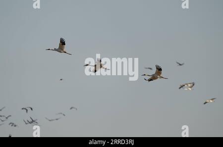 211130 -- NANCHANG, le 30 novembre 2021 -- des oiseaux migrants survolent la zone de conservation de la grue blanche Wuxing près du lac Poyang à Nanchang, dans la province de Jiangxi dans l'est de la Chine, le 30 novembre 2021. De nombreux oiseaux migrateurs, y compris des grues blanches et des cygnes, sont arrivés dans la zone humide près du lac Poyang, le prenant comme habitat d'hiver. CHINE-JIANGXI-POYANG LAC OISEAUX MIGRATEURS CN ZHOUXMI PUBLICATIONXNOTXINXCHN Banque D'Images