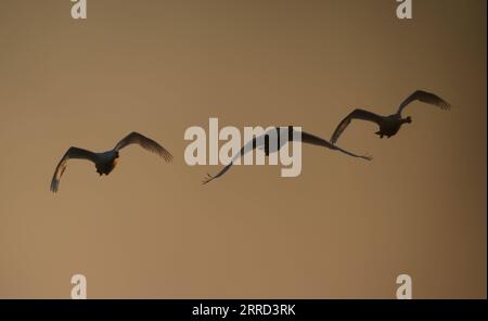 211130 -- NANCHANG, le 30 novembre 2021 -- Un troupeau de cygnes survole la zone de conservation de la grue blanche Wuxing près du lac Poyang à Nanchang, dans la province de Jiangxi dans l'est de la Chine, le 30 novembre 2021. De nombreux oiseaux migrateurs, y compris des grues blanches et des cygnes, sont arrivés dans la zone humide près du lac Poyang, le prenant comme habitat d'hiver. CHINE-JIANGXI-POYANG LAC OISEAUX MIGRATEURS CN ZHOUXMI PUBLICATIONXNOTXINXCHN Banque D'Images