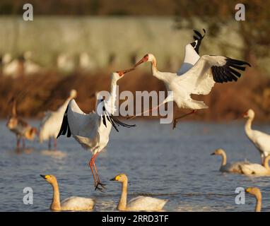 211130 -- NANCHANG, 30 novembre 2021 -- des grues blanches sont observées dans la zone de conservation des grues blanches de Wuxing près du lac Poyang à Nanchang, dans la province de Jiangxi, dans l'est de la Chine, le 30 novembre 2021. De nombreux oiseaux migrateurs, y compris des grues blanches et des cygnes, sont arrivés dans la zone humide près du lac Poyang, le prenant comme habitat d'hiver. CHINE-JIANGXI-POYANG LAC OISEAUX MIGRATEURS CN ZHOUXMI PUBLICATIONXNOTXINXCHN Banque D'Images