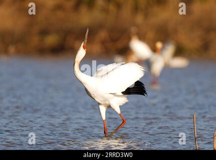 211130 -- NANCHANG, le 30 novembre 2021 -- Une grue blanche est vue dans la zone de conservation de la grue blanche de Wuxing près du lac Poyang à Nanchang, dans la province de Jiangxi dans l'est de la Chine, le 30 novembre 2021. De nombreux oiseaux migrateurs, y compris des grues blanches et des cygnes, sont arrivés dans la zone humide près du lac Poyang, le prenant comme habitat d'hiver. CHINE-JIANGXI-POYANG LAC OISEAUX MIGRATEURS CN ZHOUXMI PUBLICATIONXNOTXINXCHN Banque D'Images