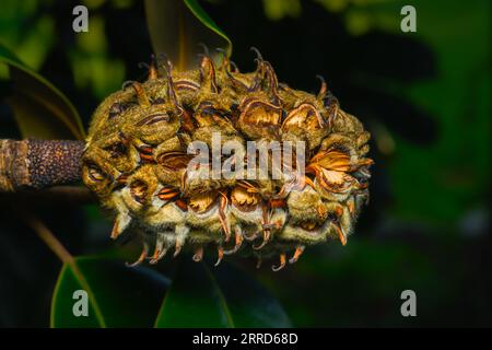 gousse de graines de magnolia très mûre encore sur l'arbre. Certaines graines sont déjà tombées de la gousse. Banque D'Images