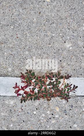 Spurge tachetée (Euphorbia maculata) poussant à travers une fissure dans le trottoir. Mauvaise herbe envahissante nuisible originaire des États-Unis qui prospère en été. Banque D'Images