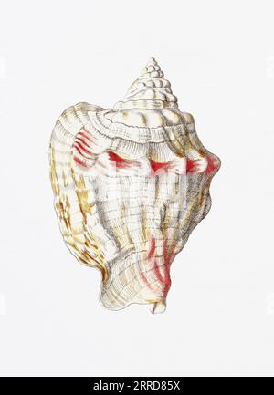 Coquillages. Une magnifique peinture numérique de coquillages avec une touche vintage, sur un fond blanc propre. Banque D'Images