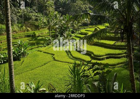 Les terrasses de riz de Tegallalang à Bali, Indonésie Banque D'Images