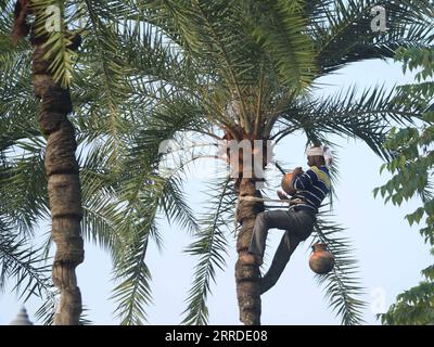 211219 -- AGARTALA, 19 décembre 2021 -- Un tapoteur toddy recueille la sève d'un palmier dattier à la périphérie d'Agartala, capitale de l'État de Tripura, au nord-est de l'Inde, le 19 décembre 2021. Str/Xinhua INDIA-AGARTALA-PALM SAP-COLLECTION AbhisekxSaha PUBLICATIONxNOTxINxCHN Banque D'Images