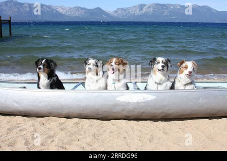 5 bergers australiens assis dans un canoë sur une plage en face du lac Banque D'Images