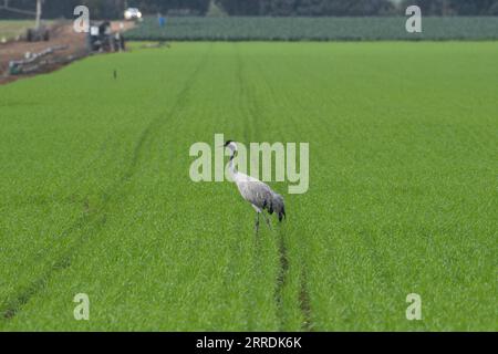 211230 -- HULA VALLEY, le 30 décembre 2021 -- Une grue est vue dans la vallée de Hula, dans le nord d'Israël, le 30 décembre 2021. Selon les médias locaux, la réserve naturelle de Hula et le parc du lac Hula ont été fermés au public pour prévenir la propagation de la grippe aviaire pathogène H5N1. Via Xinhua ISRAEL-HULA VALLEY-BIRD GRIPPE AyalxMargolin/JINI PUBLICATIONxNOTxINxCHN Banque D'Images