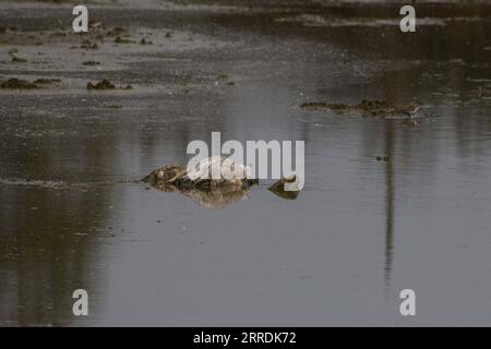 211230 -- HULA VALLEY, 30 décembre 2021 -- Une grue morte est vue dans la vallée de Hula, dans le nord d'Israël, le 30 décembre 2021. Selon les médias locaux, la réserve naturelle de Hula et le parc du lac Hula ont été fermés au public pour prévenir la propagation de la grippe aviaire pathogène H5N1. Via Xinhua ISRAEL-HULA VALLEY-BIRD GRIPPE AyalxMargolin/JINI PUBLICATIONxNOTxINxCHN Banque D'Images