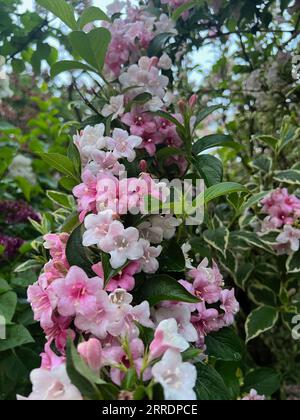 Belles fleurs roses et blanches de weigela arbuste en fleurs à l'extérieur Banque D'Images