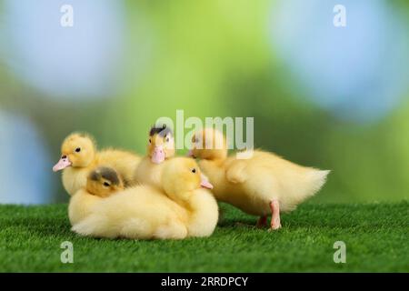 Canetons moelleux mignons sur l'herbe verte sur fond flou Banque D'Images