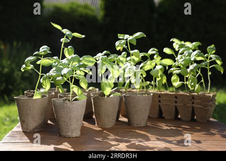 Beaux semis dans des pots de tourbe sur une table en bois à l'extérieur Banque D'Images