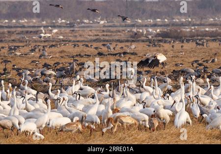 220115 -- NANCHANG, le 15 janvier 2022 -- les oiseaux migrateurs fourragent dans une rizière du comté de Yugan, dans la province de Jiangxi, dans l'est de la Chine, le 11 janvier 2022. Le lac Poyang, le plus grand lac d eau douce du pays, est un important lieu d hivernage pour les oiseaux migrateurs. Pour augmenter les approvisionnements en fourrage pour les oiseaux, en 2021, le gouvernement local du comté de Yugan a publié une politique de compensation pour les agriculteurs et réservé le riz pour les oiseaux migrateurs. Dans le sanctuaire des grues sibériennes cinq étoiles de Nanchang près du lac Poyang, des grues y ont été attirées pour se nourrir sur un étang de lotus. L'étang, initié et investi par les amoureux des oiseaux en 2017, Banque D'Images