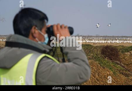 220115 -- NANCHANG, le 15 janvier 2022 -- Un travailleur observe des oiseaux migrateurs dans une rizière du comté de Yugan, dans la province de Jiangxi, dans l'est de la Chine, le 11 janvier 2022. Le lac Poyang, le plus grand lac d eau douce du pays, est un important lieu d hivernage pour les oiseaux migrateurs. Pour augmenter les approvisionnements en fourrage pour les oiseaux, en 2021, le gouvernement local du comté de Yugan a publié une politique de compensation pour les agriculteurs et réservé le riz pour les oiseaux migrateurs. Dans le sanctuaire des grues sibériennes cinq étoiles de Nanchang près du lac Poyang, des grues y ont été attirées pour se nourrir sur un étang de lotus. L'étang, initié et investi par l'amour des oiseaux Banque D'Images