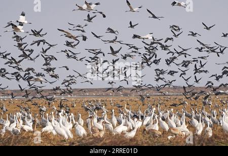 220115 -- NANCHANG, le 15 janvier 2022 -- les oiseaux migrateurs fourragent dans une rizière du comté de Yugan, dans la province de Jiangxi, dans l'est de la Chine, le 11 janvier 2022. Le lac Poyang, le plus grand lac d eau douce du pays, est un important lieu d hivernage pour les oiseaux migrateurs. Pour augmenter les approvisionnements en fourrage pour les oiseaux, en 2021, le gouvernement local du comté de Yugan a publié une politique de compensation pour les agriculteurs et réservé le riz pour les oiseaux migrateurs. Dans le sanctuaire des grues sibériennes cinq étoiles de Nanchang près du lac Poyang, des grues y ont été attirées pour se nourrir sur un étang de lotus. L'étang, initié et investi par les amoureux des oiseaux en 2017, Banque D'Images